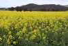2087 Nangar Road, Eugowra, NSW 2806-Image
