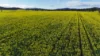 2087 Nangar Road, Eugowra, NSW 2806-Image