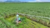 214 Kennys Road, Marian, Qld 4753-Image