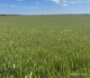 240 Corrigin-Narembeen Road, Corrigin, WA 6375-Image