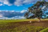 2510 Henry Lawson Drive, Gulgong, NSW 2852-Image