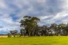2510 Henry Lawson Drive, Gulgong, NSW 2852-Image