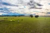2510 Henry Lawson Drive, Gulgong, NSW 2852-Image