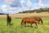 256 Hazelwood Road, Southbrook, Qld 4363