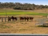 256 Hazelwood Road, Southbrook, Qld 4363-Image