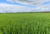 261 Borgas Road, Booleroo Centre, SA 5482