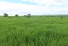 261 Borgas Road, Booleroo Centre, SA 5482-Image