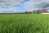 261 Borgas Road, Booleroo Centre, SA 5482-Image