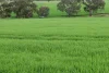 261 Borgas Road, Booleroo Centre, SA 5482-Image