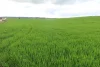 261 Borgas Road, Booleroo Centre, SA 5482-Image