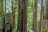 279, Dulguigan NSW 2484-Image