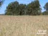285 Burncluith Road, Chinchilla, Qld 4413-Image