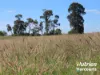 285 Burncluith Road, Chinchilla, Qld 4413-Image