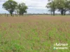 285 Burncluith Road, Chinchilla, Qld 4413-Image
