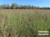 285 Burncluith Road, Chinchilla, Qld 4413-Image