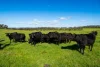 295 Hovell Road, Bungowannah, NSW 2640-Image