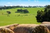 295 Hovell Road, Bungowannah, NSW 2640-Image