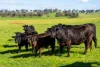 295 Hovell Road, Bungowannah, NSW 2640-Image