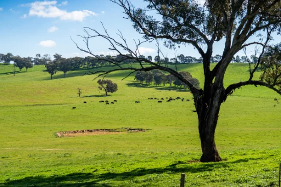 295 Hovell Road, Bungowannah, NSW 2640-Image