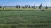 298 Eumungerie Road, Narromine, NSW 2821-Image