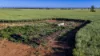 298 Eumungerie Road, Narromine, NSW 2821-Image