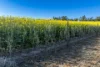 298 Eumungerie Road, Narromine, NSW 2821-Image