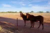 3182 Yarrie Lake Road, Wee Waa, NSW 2388-Image