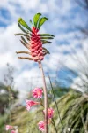 319 Mortimer Road, Casuarina, WA 6167-Image