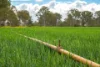 33 Remingtons Road, Wooroonden, Qld 4605-Image