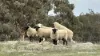 333 Helena Road, Balladong, WA 6302-Image
