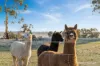333 Helena Road, Balladong, WA 6302-Image