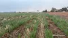 338 Jitarning Road South, Jitarning, WA 6365-Image