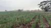 338 Jitarning Road South, Jitarning, WA 6365-Image