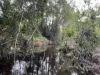 353 Pinnacle-Septimus Road, Pinnacle, Qld 4741-Image