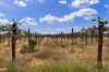 37 Fraser Drive, Merbein VIC 3505-Image