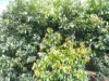 39 Yadjin Rd, Tolga, Qld 4882-Image
