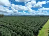 39 Yadjin Rd, Tolga, Qld 4882-Image