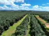 39 Yadjin Rd, Tolga, Qld 4882-Image