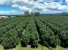 39 Yadjin Rd, Tolga, Qld 4882-Image