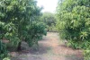 4 Mount Misery Road, Redhill Farms, Qld 4671-Image