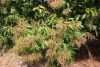 4 Mount Misery Road, Redhill Farms, Qld 4671-Image