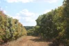 4 Mount Misery Road, Redhill Farms, Qld 4671-Image