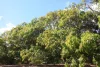 4 Mount Misery Road, Redhill Farms, Qld 4671-Image