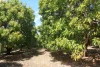 4 Mount Misery Road, Redhill Farms, Qld 4671-Image