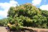 4 Mount Misery Road, Redhill Farms, Qld 4671-Image