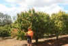 4 Mount Misery Road, Redhill Farms, Qld 4671-Image