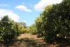 4 Mount Misery Road, Redhill Farms, Qld 4671-Image