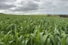 404  Marshalls Road, Ungarra, SA 5607-Image