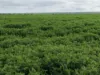 406 Crowell Road, Winulta, SA 5570