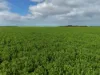 406 Crowell Road, Winulta, SA 5570-Image